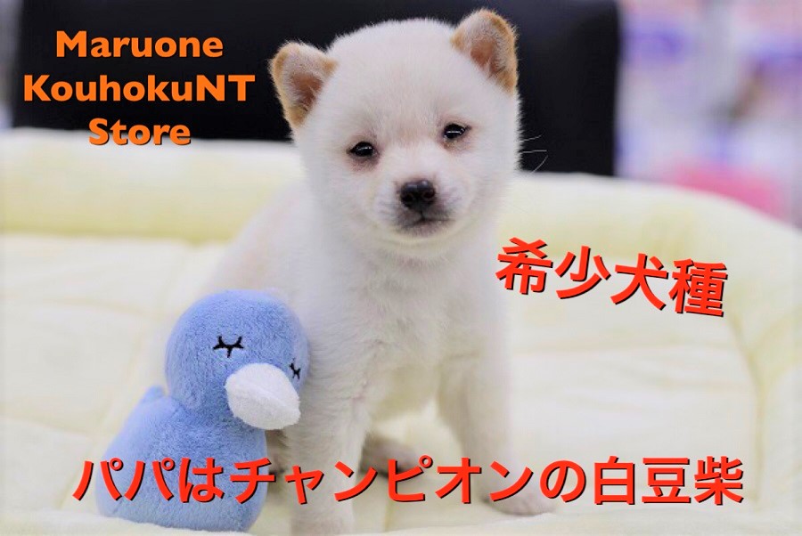 【 豆柴 】希少犬種！パパはチャンピオンの良血統の白き王子様！港北NT店NO.311825