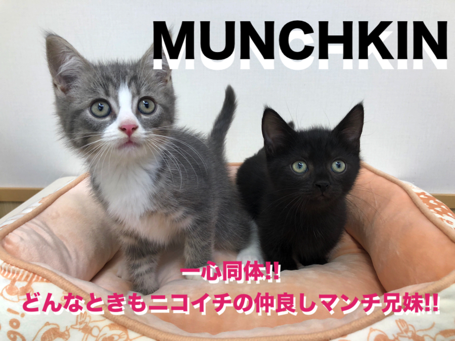 【 マンチカン兄×妹 】一心同体どんなときもニコイチの仲良しマンチ兄妹!!鶴見店No.713604＆713605