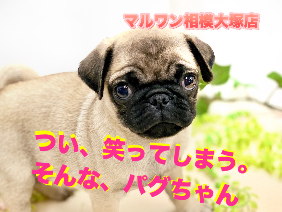 【 パグ 】つい、笑ってしまう。そんな魅力のパグちゃん。今癒されたい方必見！マルワン相模大塚店No.814491