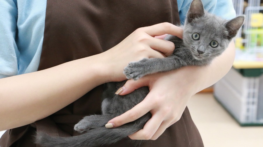 懐っこく従順な性格は猫ちゃん初心者にもおすすめ♪ | ロシアンブルー （119132） - ペットショップ マルワン梅島 東京都足立区