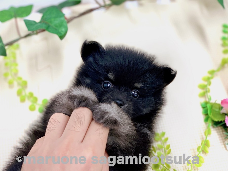 仰向けになって撫でられているポメくん | ポメラニアン （814492） - ペットショップ マルワン相模大塚 神奈川県大和市
