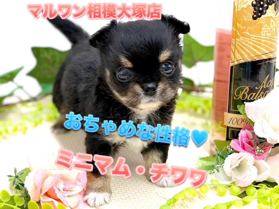 【 小さめ チワワ 】生後56日で体重523g!小さな身体のパワフルボーイ！癒されること間違い無し！マルワン相模大塚店No.814490