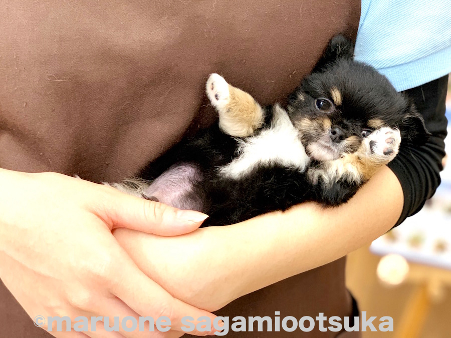 チワワの特徴はマズルが短く、少し張ったおでこと丸い形の頭 | チワワ（ロングコート） （814490） - ペットショップ マルワン相模大塚 神奈川県大和市
