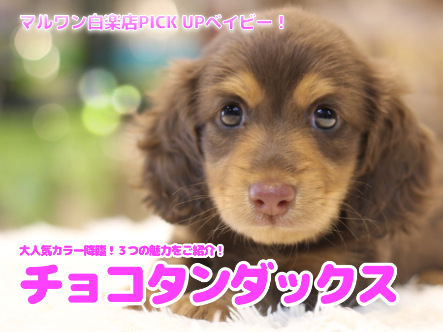 【 チョコタンダックス 】大人気カラー降臨！3つの魅力をご紹介！白楽店No.11592