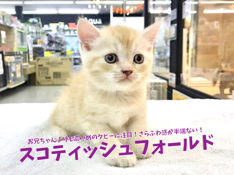 【 スコティッシュフォールド・弟編 】お兄ちゃんよりも濃いめのタビーに注目！さらふわ感が半端ない！ 鎌ヶ谷店No.117170