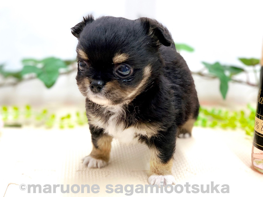 急にキョロキョロ | チワワ（ロングコート） （814490） - ペットショップ マルワン相模大塚 神奈川県大和市
