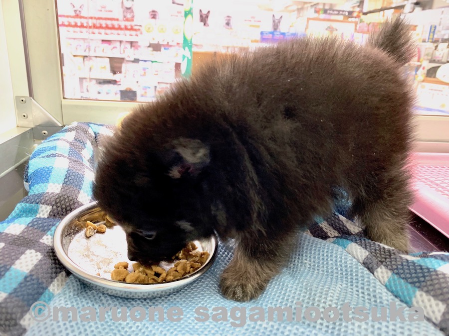 食欲旺盛で元気っ子 | ポメラニアン （814492） - ペットショップ マルワン相模大塚 神奈川県大和市