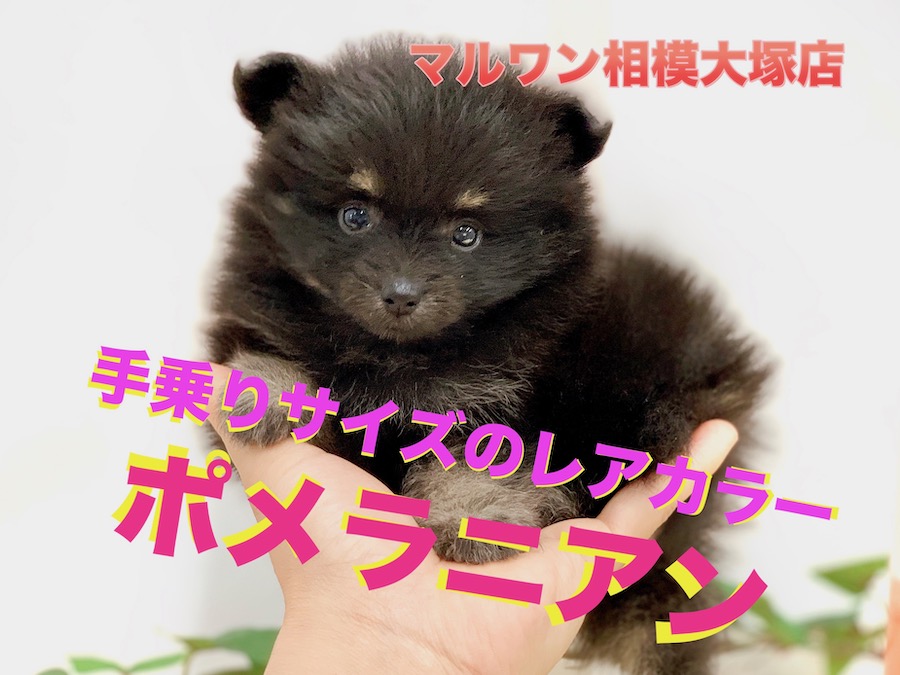 【 たぬき顔ポメラニアン 】ブラック＆タンのレアカラー！生後52日で553g！ 相模大塚店 No.814492