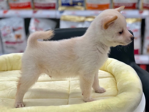小さくたって、立ち込み姿はカッコいい | 豆柴 （311825） - ペットショップ マルワン港北ニュータウン 神奈川県 横浜市 都筑区