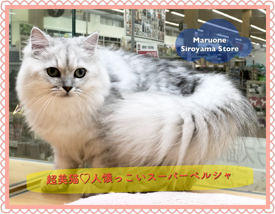 【 ペルシャ・チンチラ 】プロが育てた！イチオシの超美ネコをご紹介！！ペッツワン城山店NO.118245