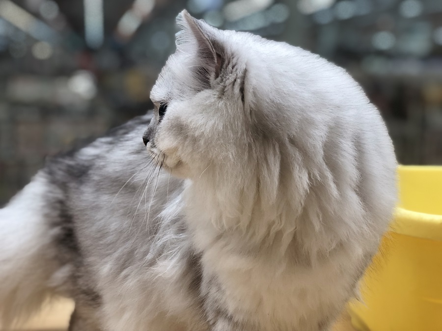 猫らしい一面 | ペルシャ （118245） - ペットショップ ペッツワン城山 神奈川県相模原市