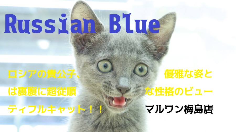 【 ロシアンブルー 】蒼き貴公子！優雅な姿とは裏腹に超従順な性格のビューティフルキャット！！梅島店No.119132