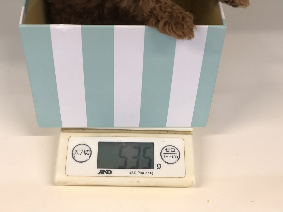 生後60日時点535g（標準的なトイプードルはこの月齢で700〜800gほど） | トイ・プードル （118287） - ペットショップ ペッツワン城山 神奈川県相模原市