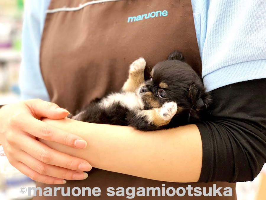 最後は撮影も終わって抱っこしてもらった時 | チワワ（ロングコート） （814490） - ペットショップ マルワン相模大塚 神奈川県大和市