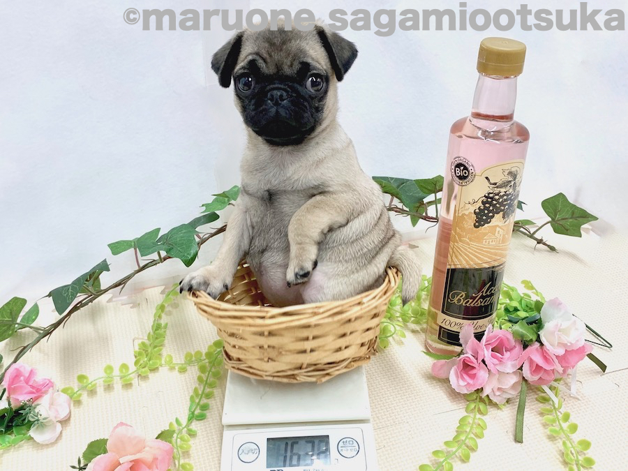 生後56日時点での体重は1638g | パグ （814491） - ペットショップ マルワン相模大塚 神奈川県大和市