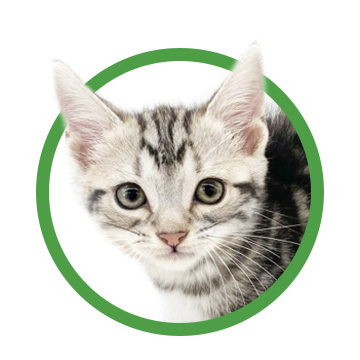 アメリカン・ショートヘア