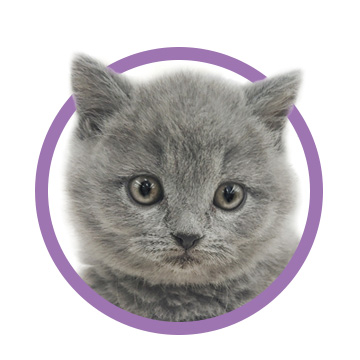 ブリティッシュ・ショートヘア