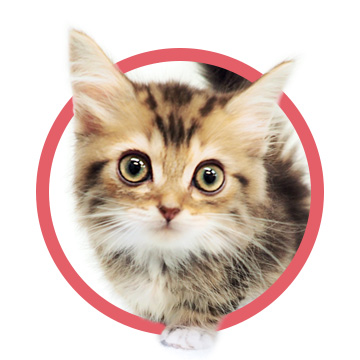 マンチカン・ミヌエット