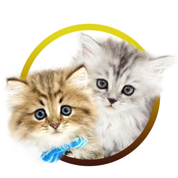 マルワンプレミアム