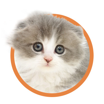 スコティッシュ・フォールド