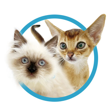 バラエティ猫種