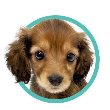 ダックスフント