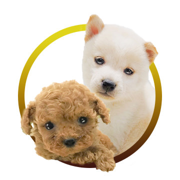 マルワンプレミアム ティーカップ、豆柴など