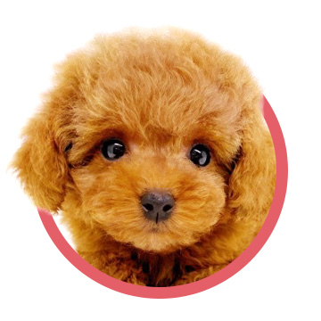 トイ・プードル