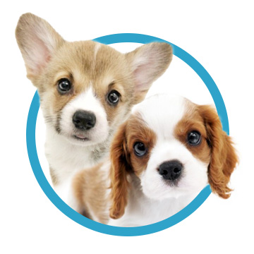 バラエティ犬種