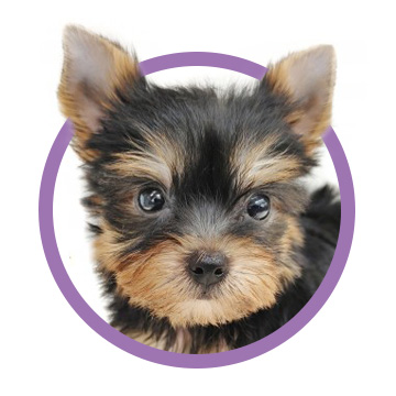 ヨークシャーテリア