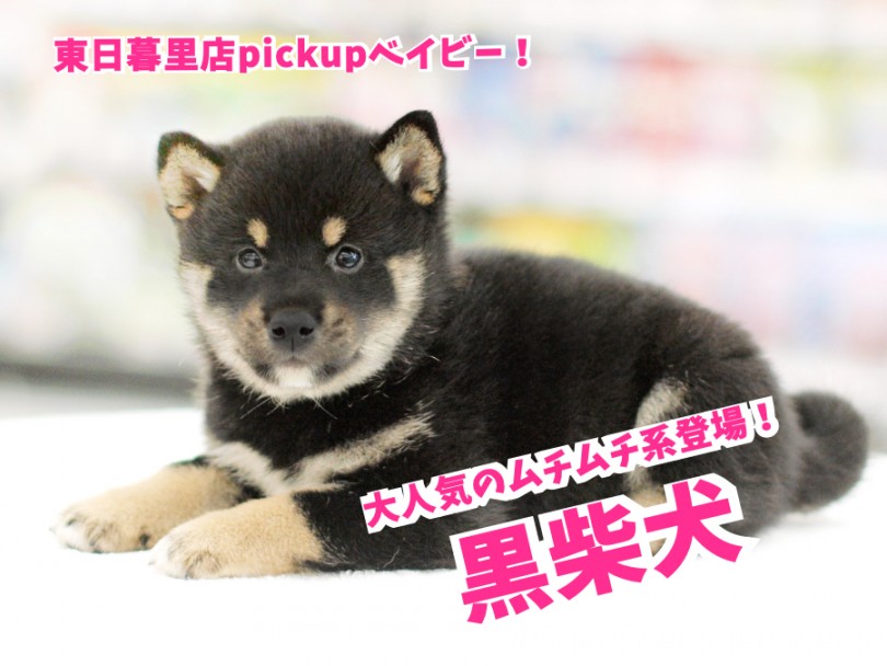 【 黒柴犬 】大人気のむっちむち柴ちゃん登場！：東日暮里店No.014238