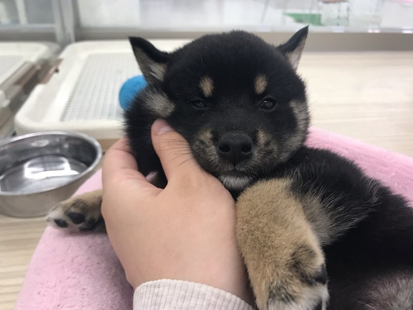 もちもちほっぺ♡ | 柴犬 (014238) - ペットショップ マルワン東日暮里 東京都荒川区