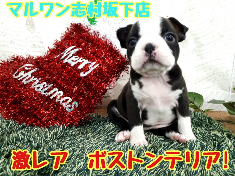 癒しと笑顔を与えてくれるスペシャルな家族 | ボストンテリア （914401） - 志村坂下店