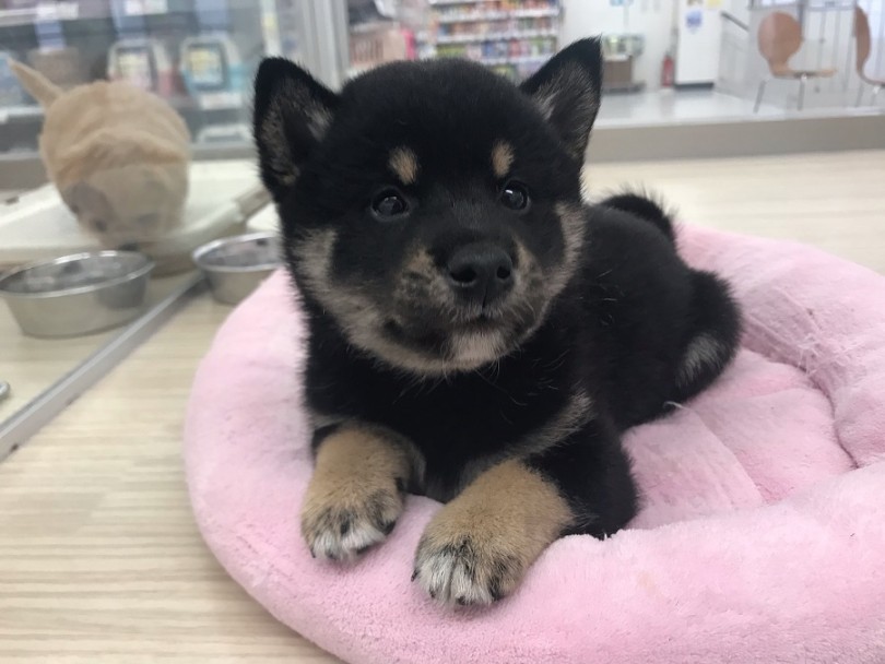 柴好きスタッフを「秒」で落とした柴らしさ満載ボディ | 柴犬 (014238) - ペットショップ マルワン東日暮里 東京都荒川区