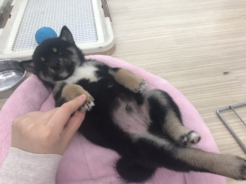 されるがまま | 柴犬 (014238) - ペットショップ マルワン東日暮里 東京都荒川区