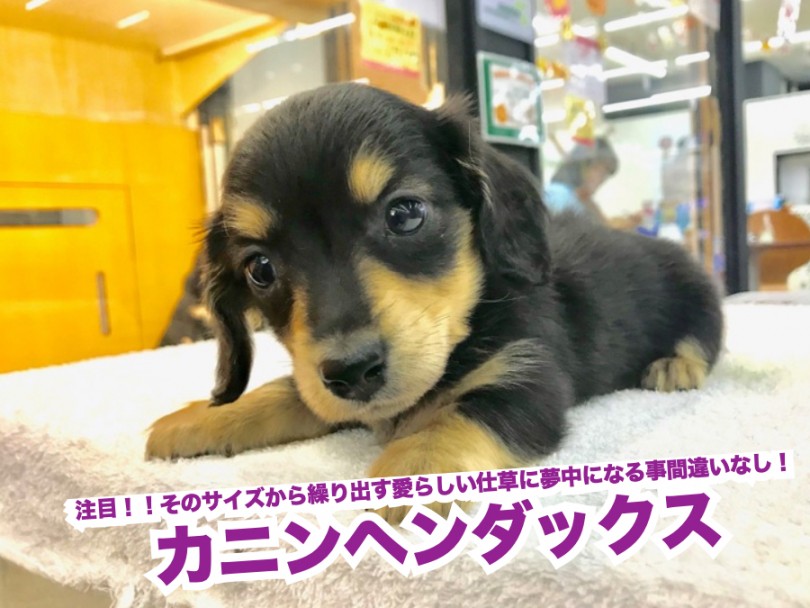 【カニンヘンダックス】注目！！そのサイズから繰り出す愛らしい仕草に夢中になる事間違いなし！！