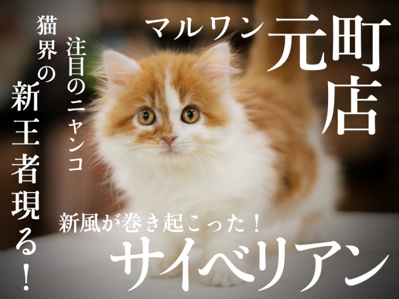 【 サイベリアン 】新風が巻き起こった！2019年の猫界の美しき新王者はこの子で決まり！