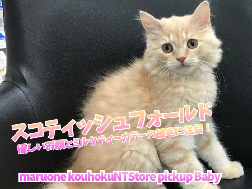 【 スコティッシュフォールド 】優しいお顔とミルクティーカラーの被毛に注目！