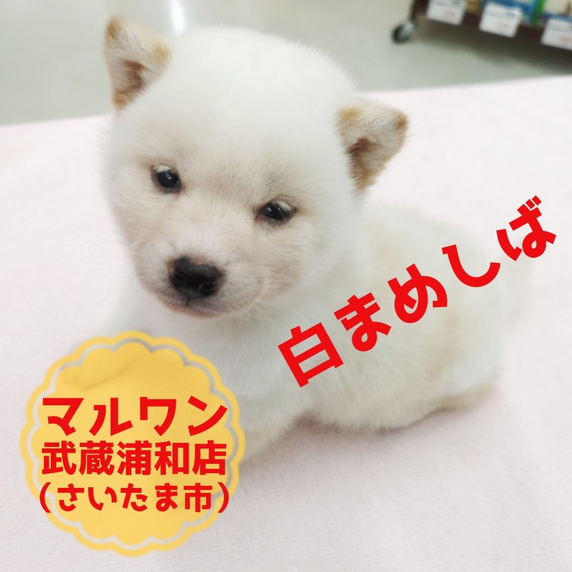 【 豆柴犬 】希少！生後50日で881g！白いまめ柴！