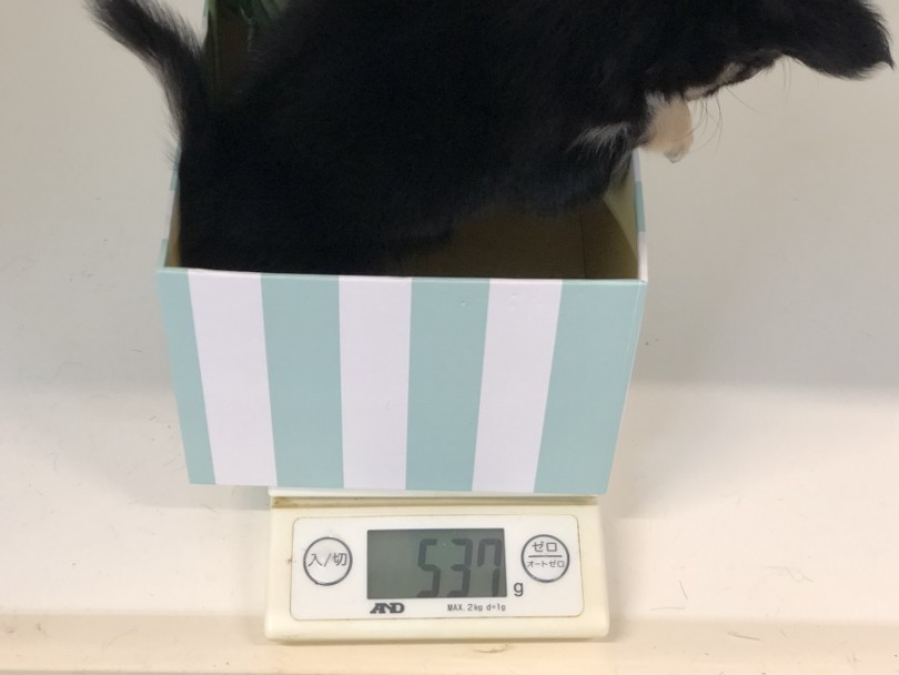 箱に手をかけながらも大人しく撮影させてくれまし | チワワ （118298） - ペッツワン城山店
