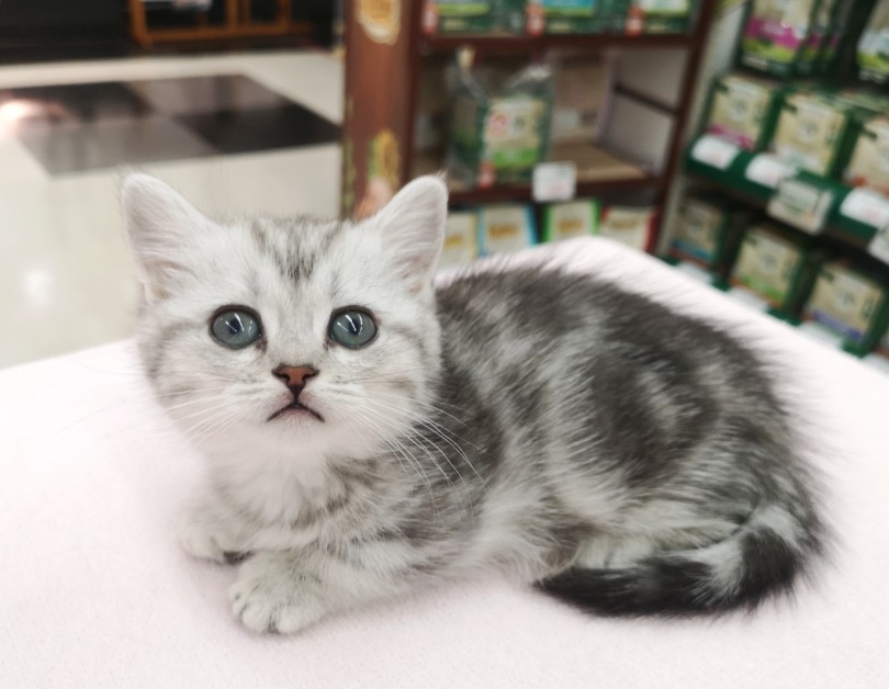 肢長約4cmの希少な短足にゃんこ | ミヌエット （412748） - 武蔵浦和店
