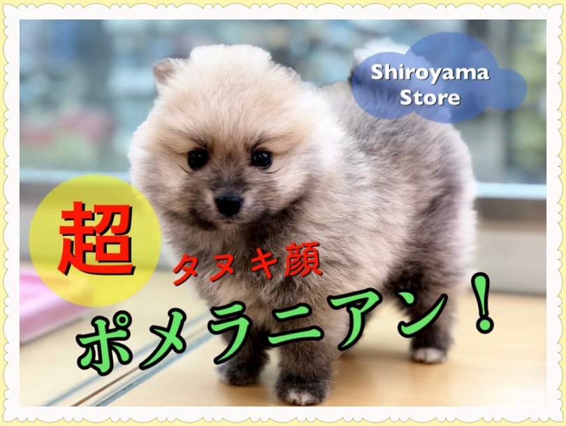 【超タヌキ顔 ポメラニアン】最強クラス登場！城山と言えばやっぱりタヌキポメでしょ！