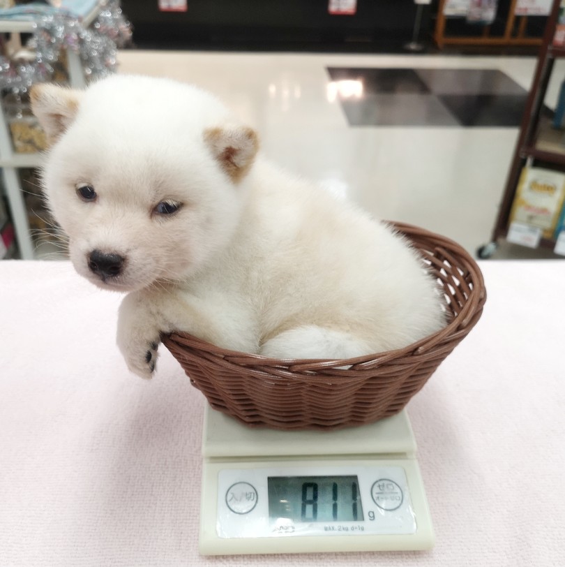  | 豆柴（412744） - 武蔵浦和店