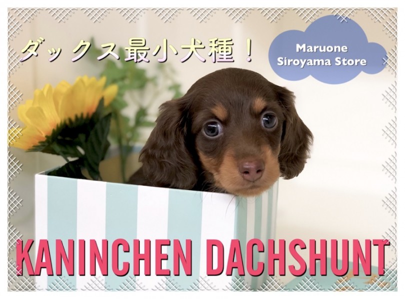 【 極小ダックスフント 】遂に来た！！ダックス最小犬種のカニンヘン