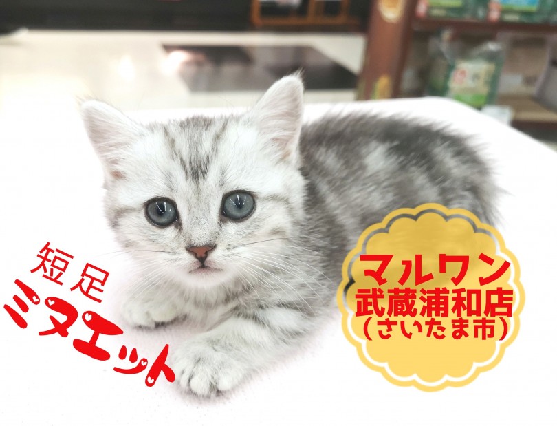  【 ミヌエット 】肢長4cm！2018年最後の短足プリンセス！