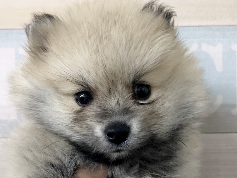 輪郭、目、鼻、耳全てがまん丸の究極の癒しフェイス♡ | ポメラニアン （118301） - ペッツワン城山店