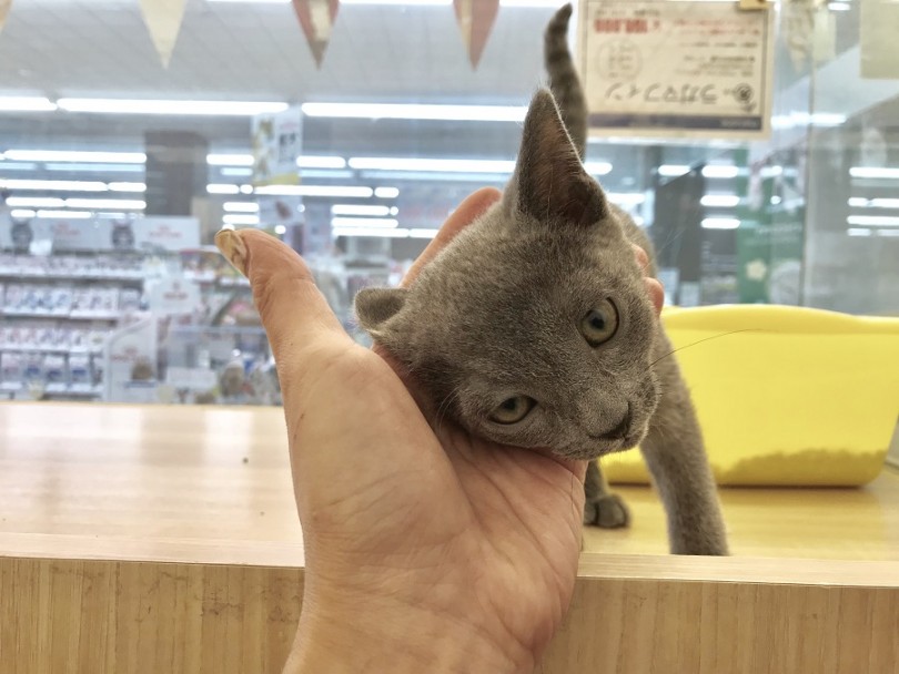 ボイスレスキャット | ロシアンブルー （311830） - 港北ニュータウン店