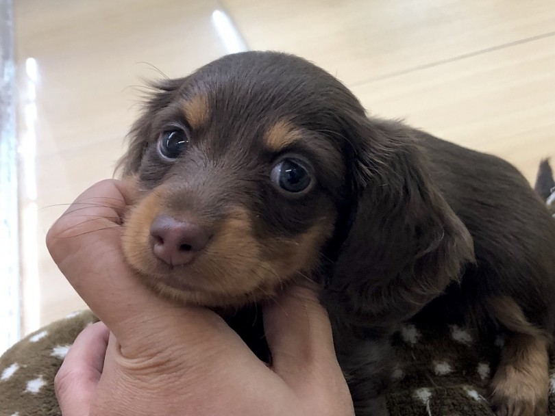 美しい濃いチョコレートカラーに濃厚なタンカラーのマロ眉 | カニンヘン・ダックスフント （118296） - ペットショップ ペッツワン城山 神奈川県相模原市