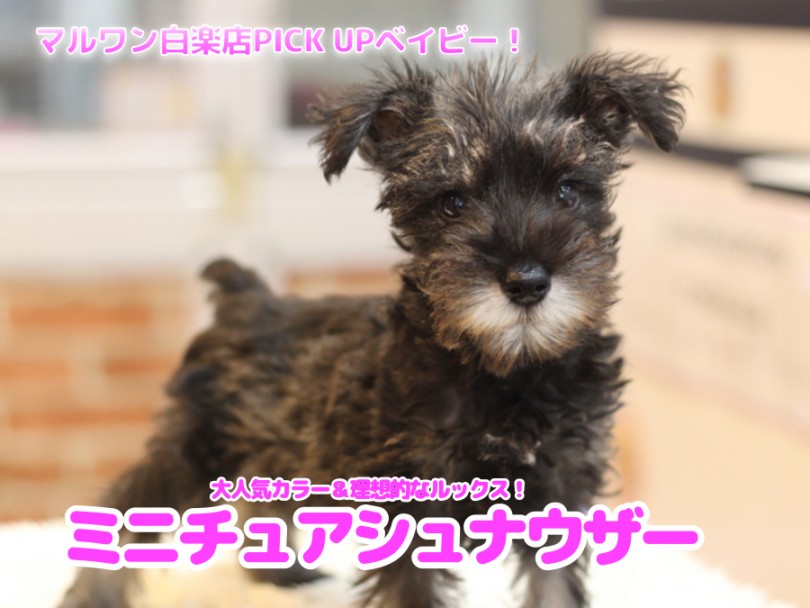 【 ミニチュア・シュナウザー 】大人気カラー＆理想的なルックス！超甘えん坊やは癒やしになることが間違いなし！