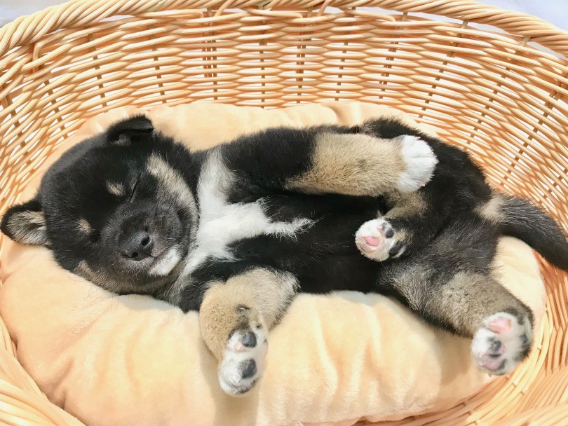 希少カラーの黒い柴犬は人気 | 柴犬 黒柴 （120146） - 今宿店